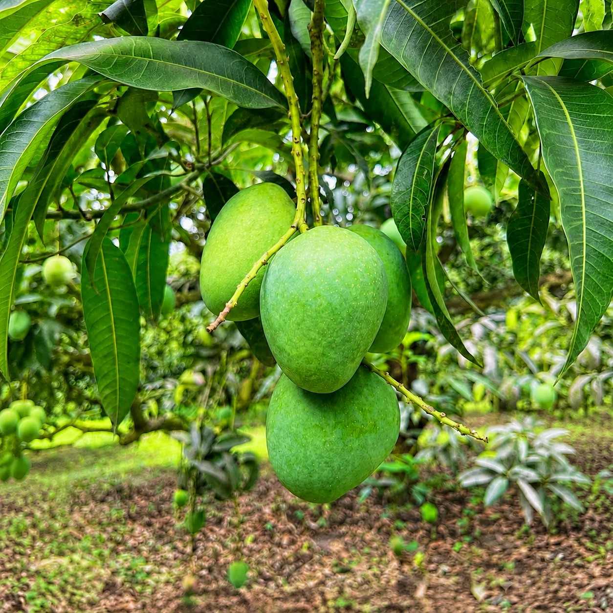 Himsagar Mango 20 KG