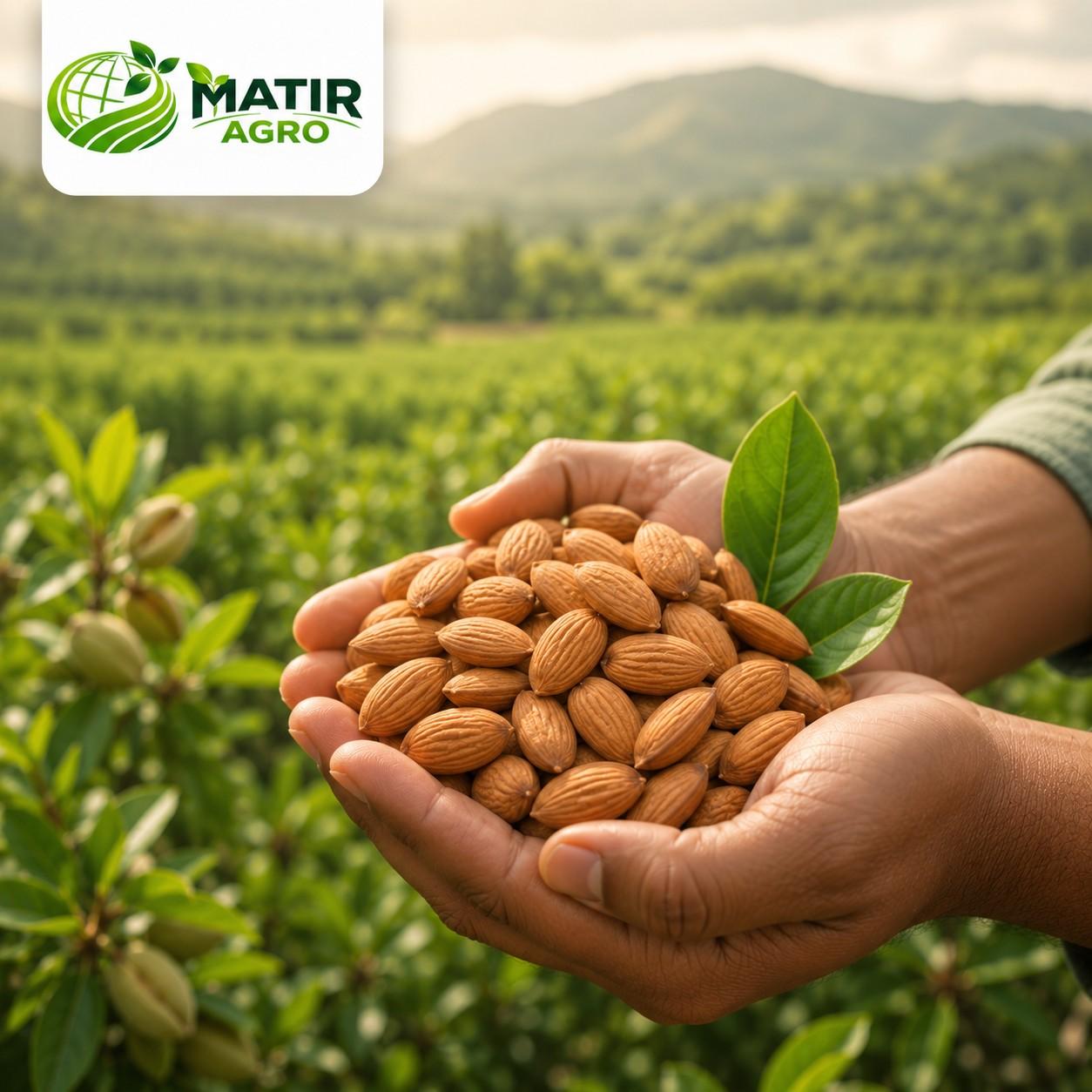 Almonds 1 KG (Premium)