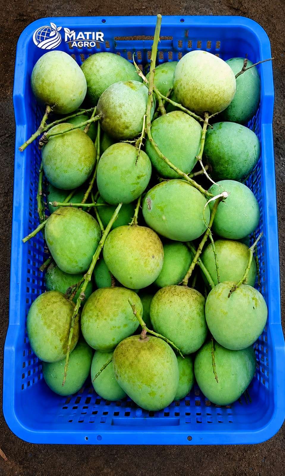 Himsagar Mango 20 KG
