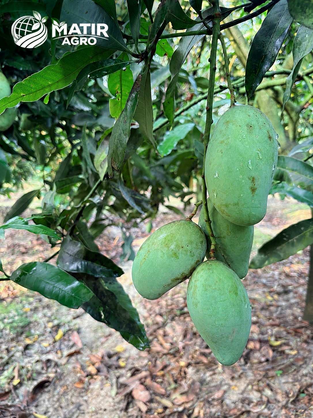 Amrupali - 12 KG
