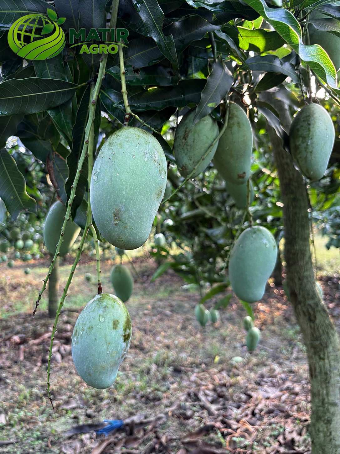 Amrupali - 12 KG