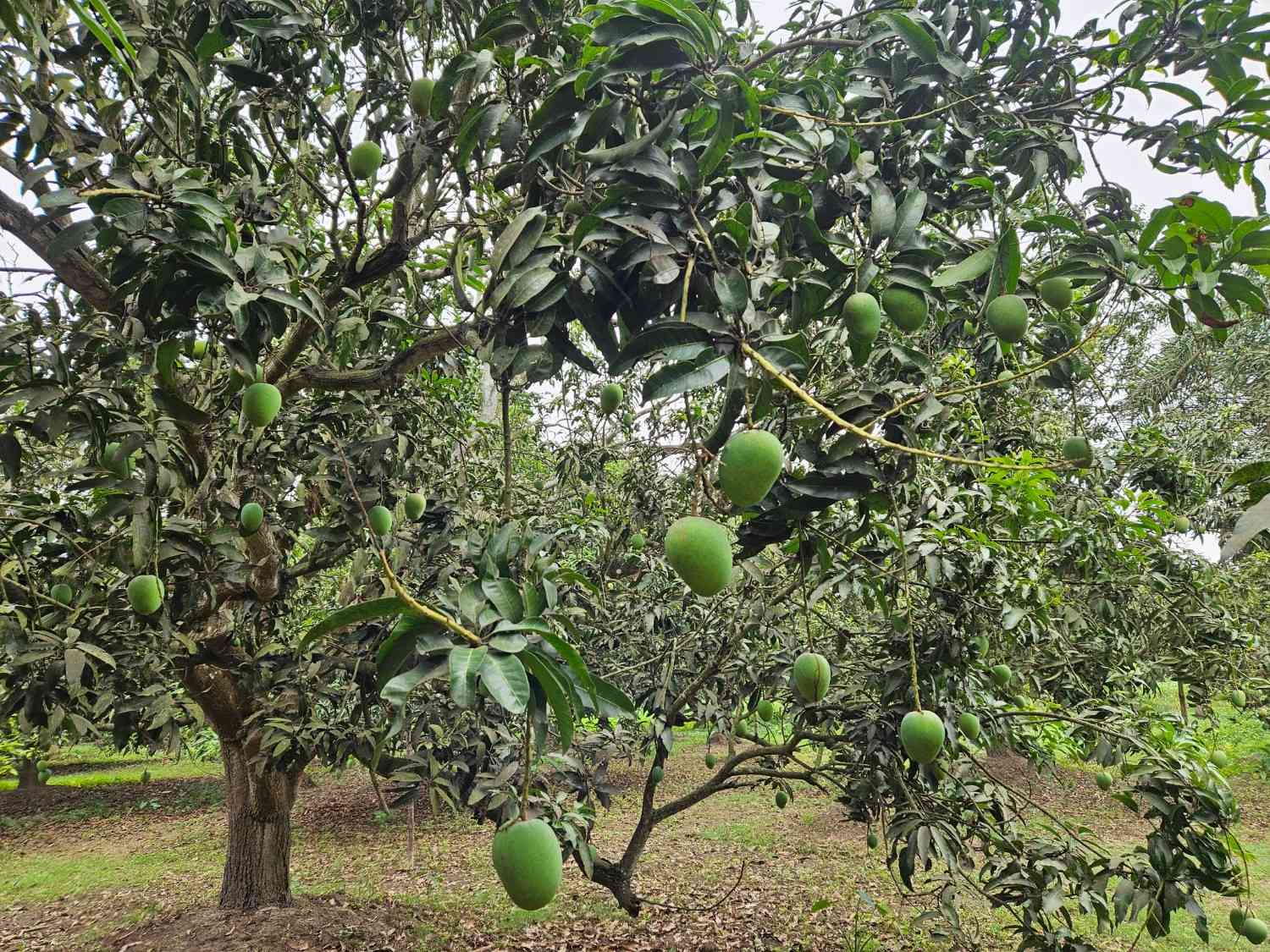 Himsagar Mango 20 KG