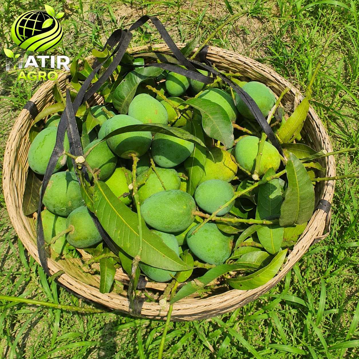 Himsagar Mango 10 KG